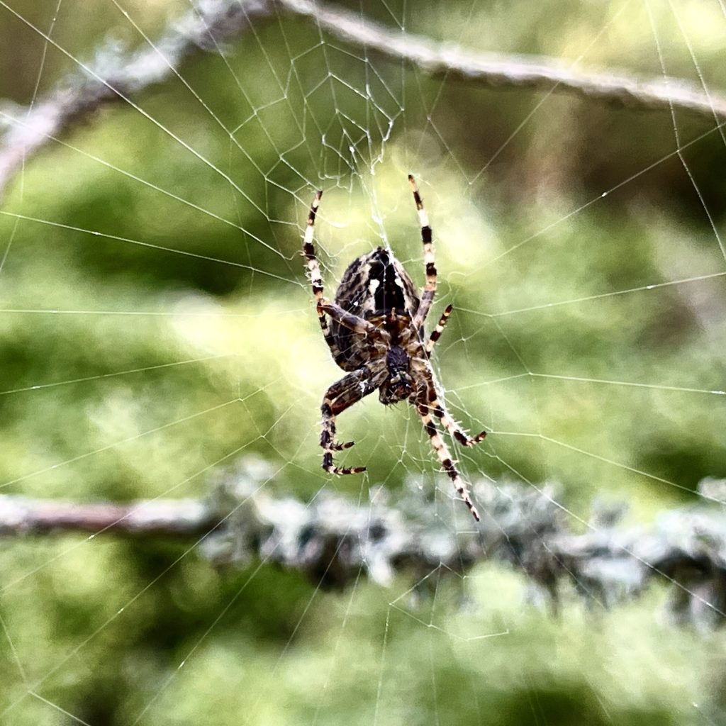 Spider in Aberneth Forest​