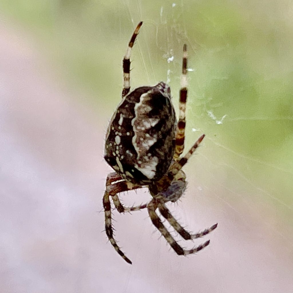 Spider 