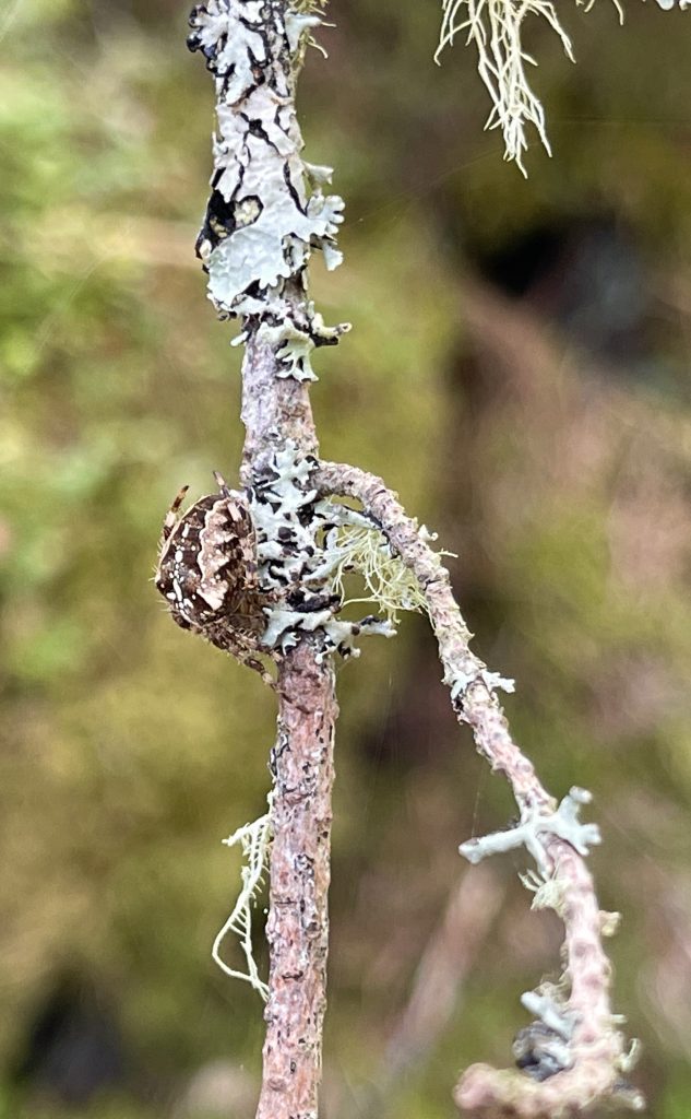 Spider in Aberneth Forest​