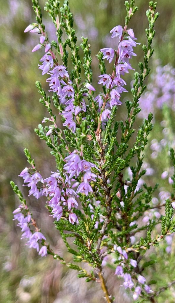 Heather in Aberneth Forest​