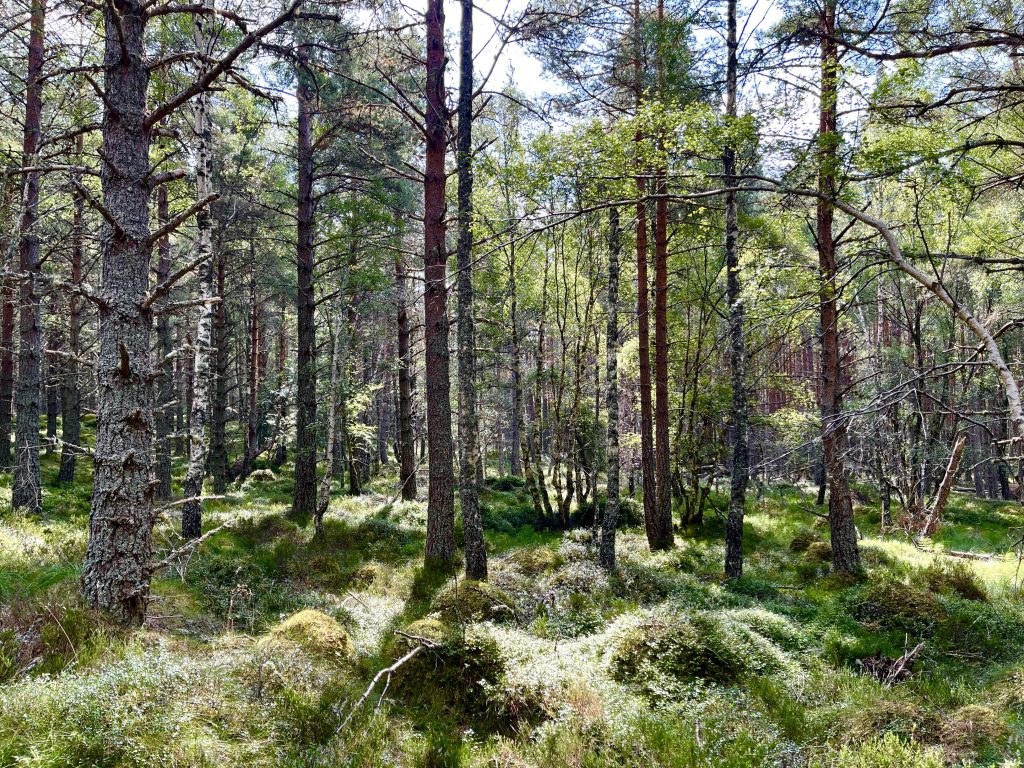 Aberneth Forest​