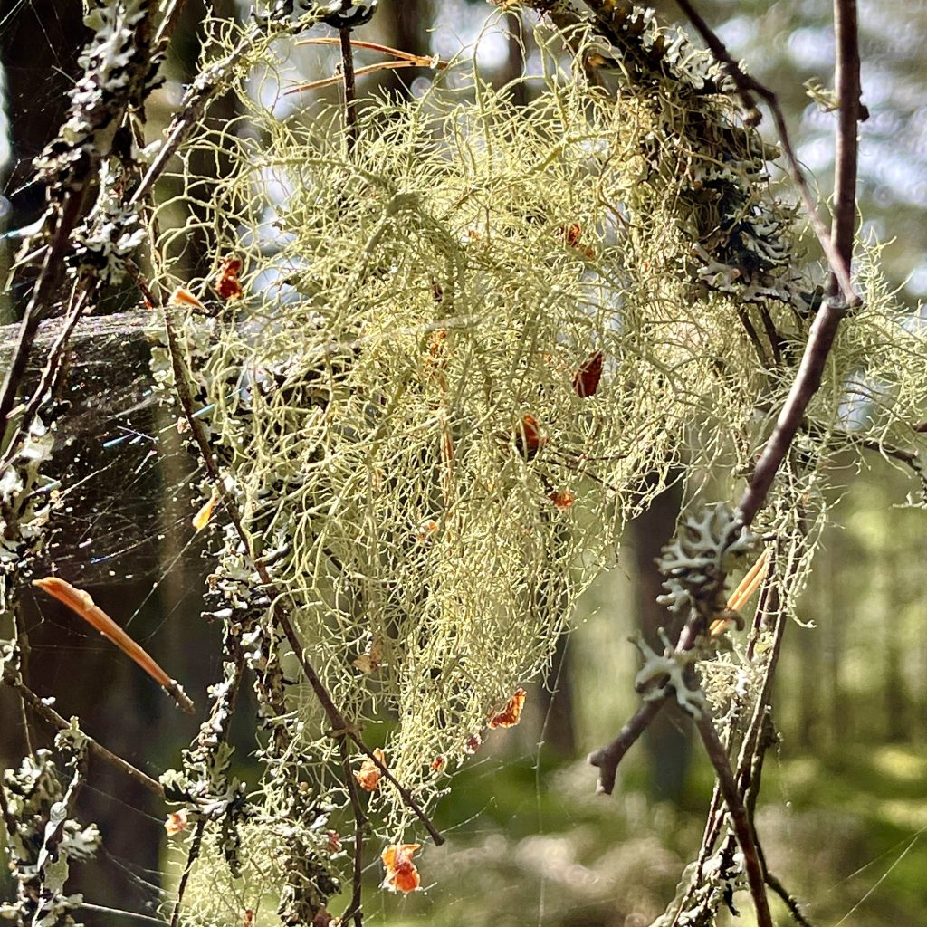 Lichen