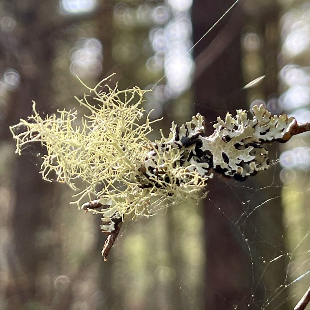 Lichen in Aberneth Forest​