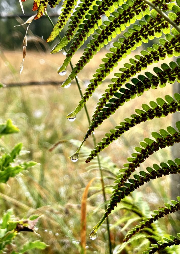 Ferns Speyside Way​