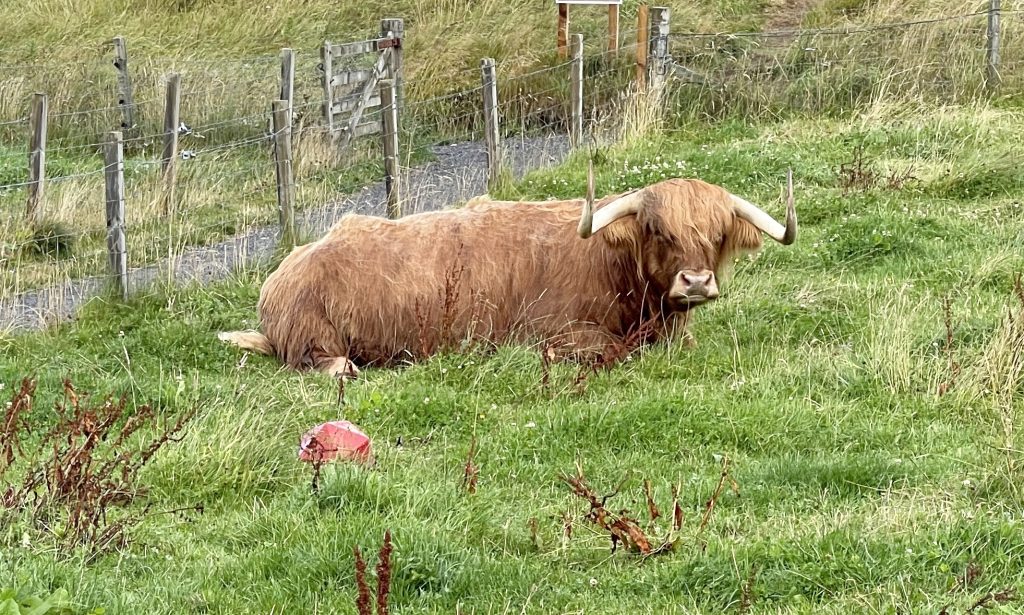 Highland Cow