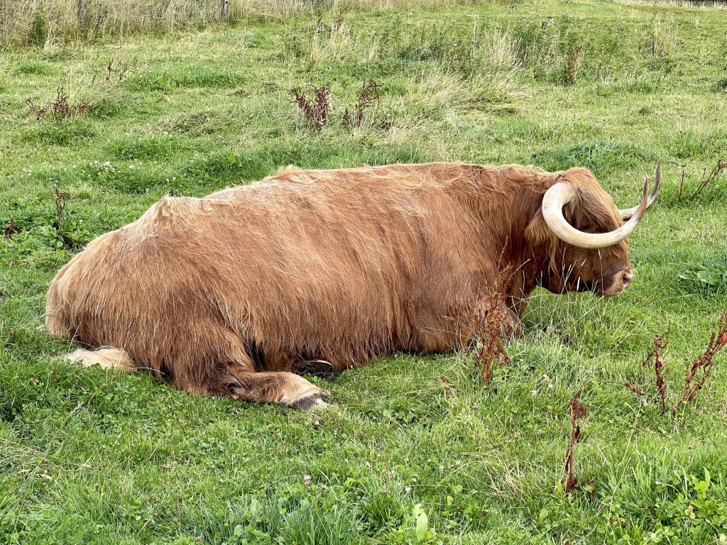 Highland Cow