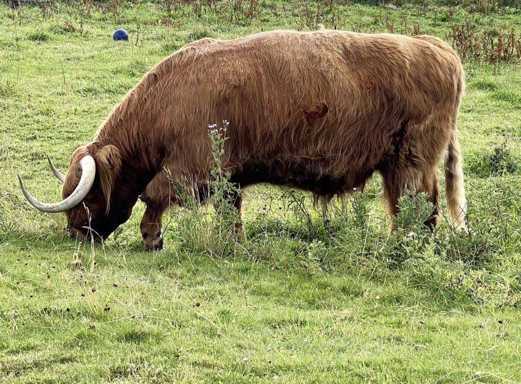 Highland Cow