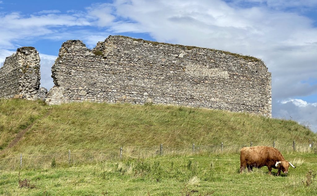 Castle Roy and a Highland Cow