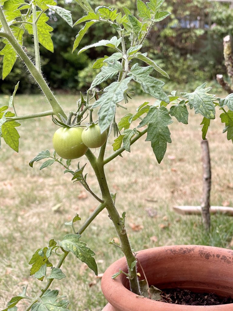 Green tomatoes
