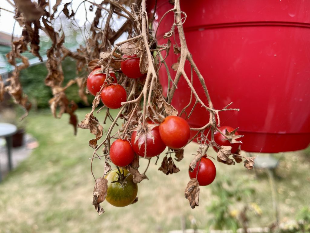 Cherry tomatoes in a hanging basket