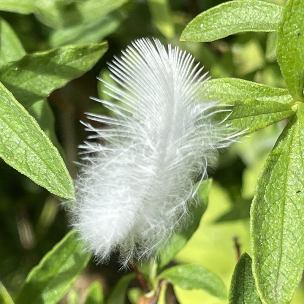 A caught feather​