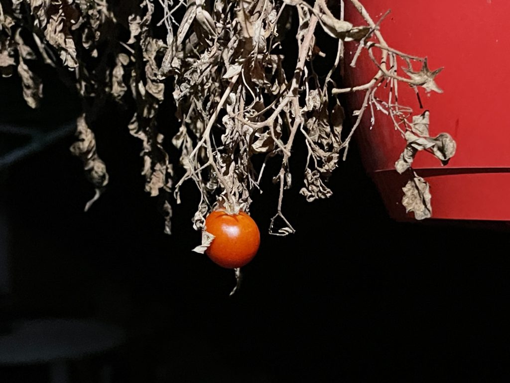 One cherry tomato