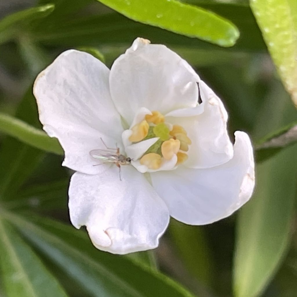 White flower with insect 