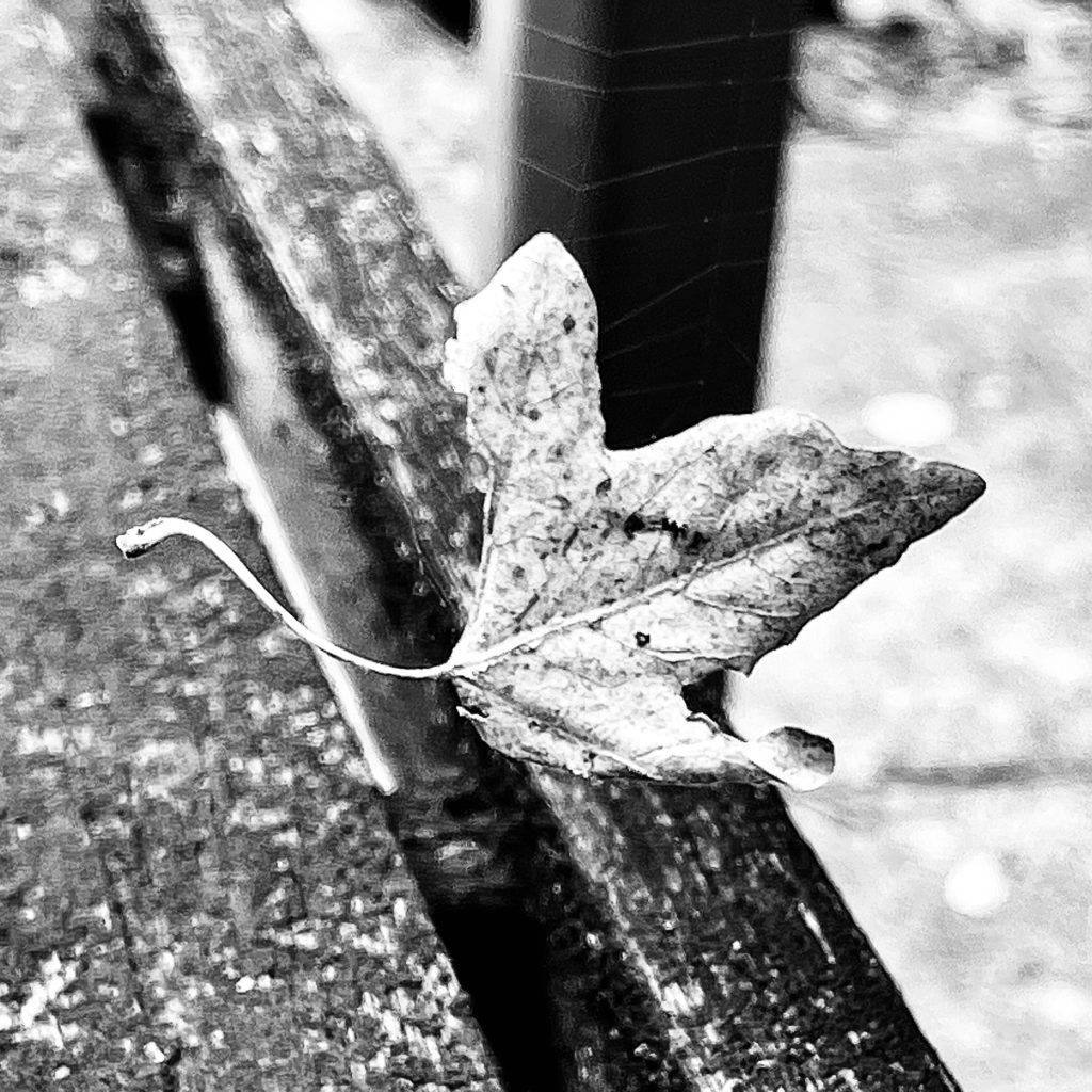 Leaf caught in a spider's web