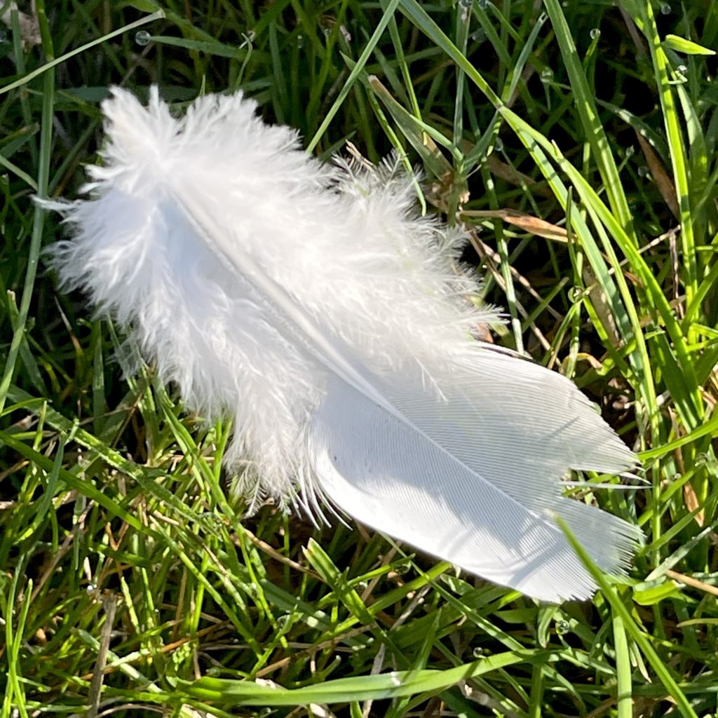 White Feather​