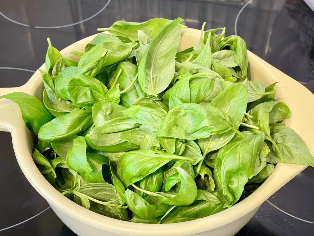 Basil crop