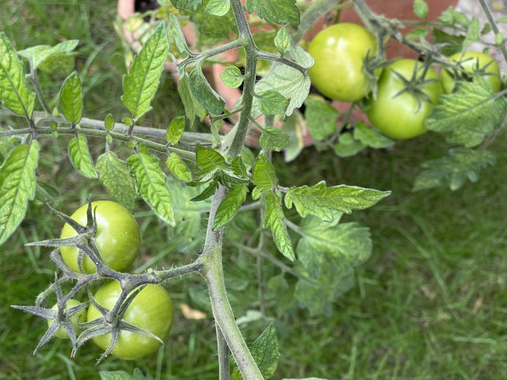 Green tomatoes 