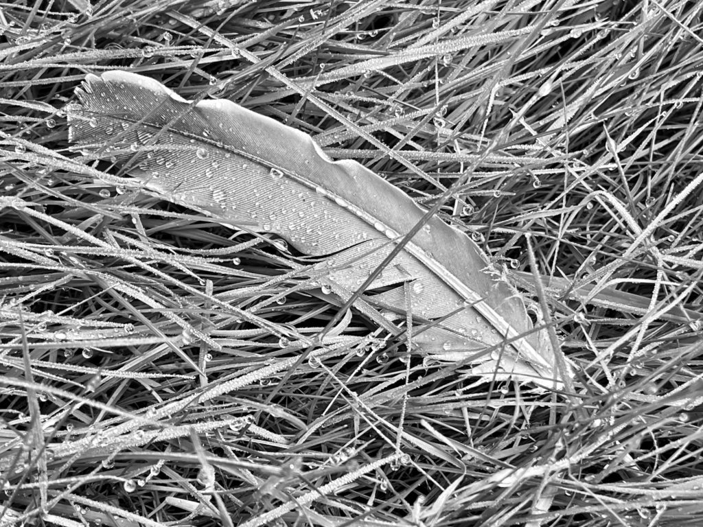 Feather in the grass with rain drops