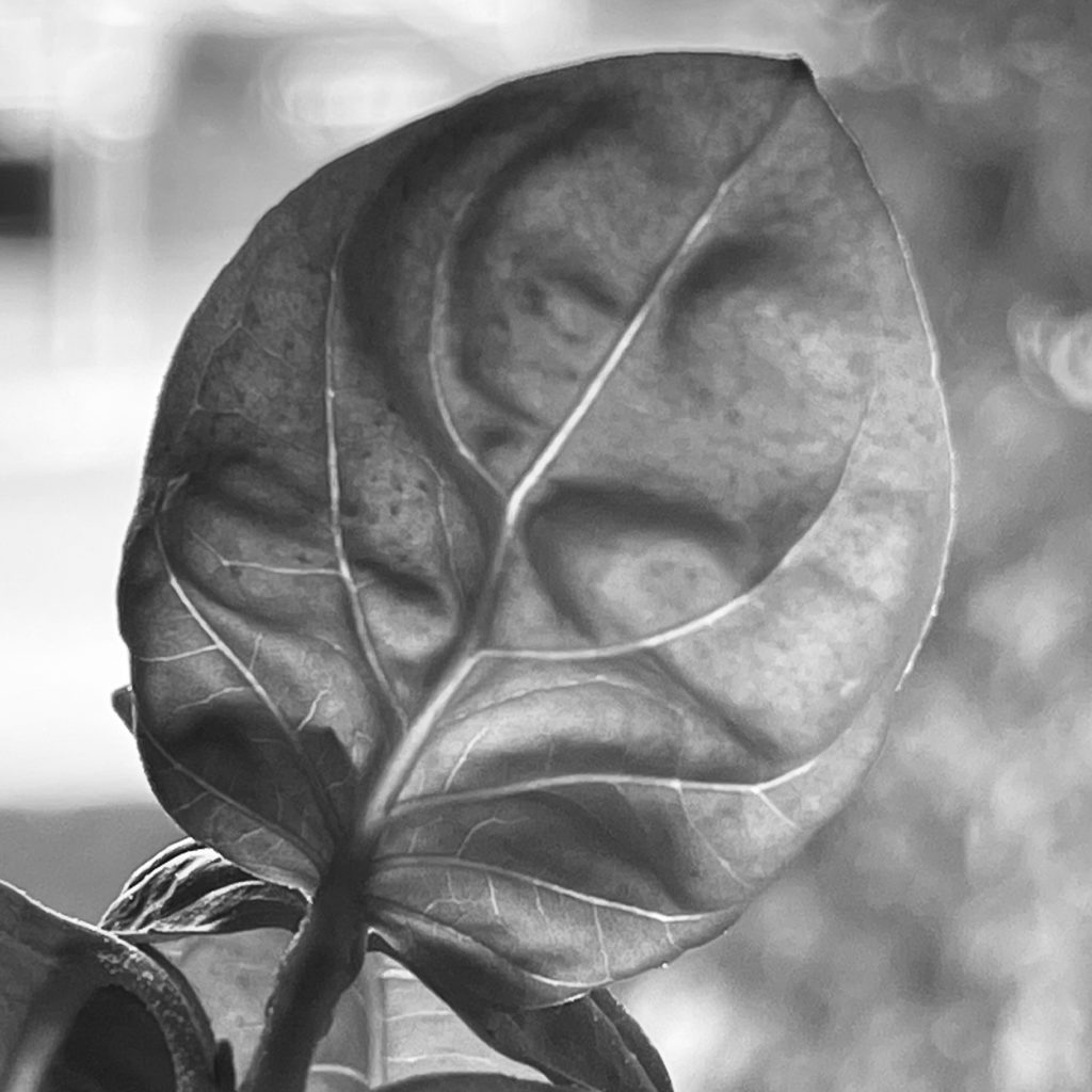 Basil leaf monochrome image