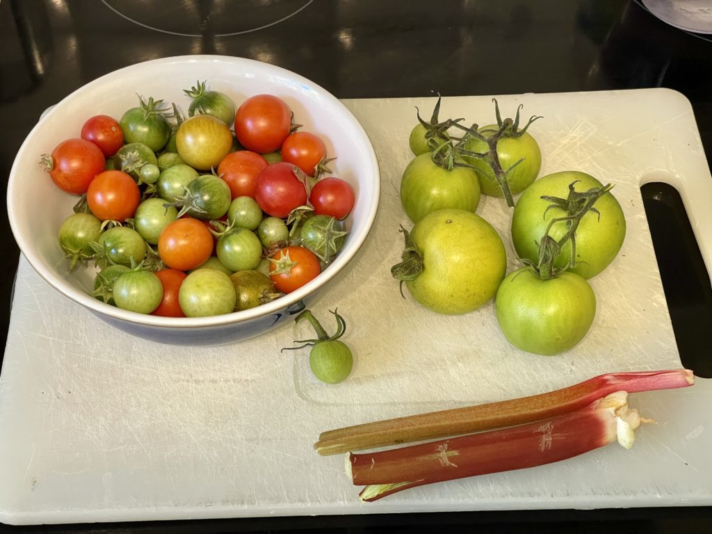 Home grown green and red tomatoes and rhubarb  