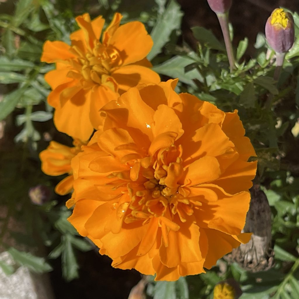 Two marigolds