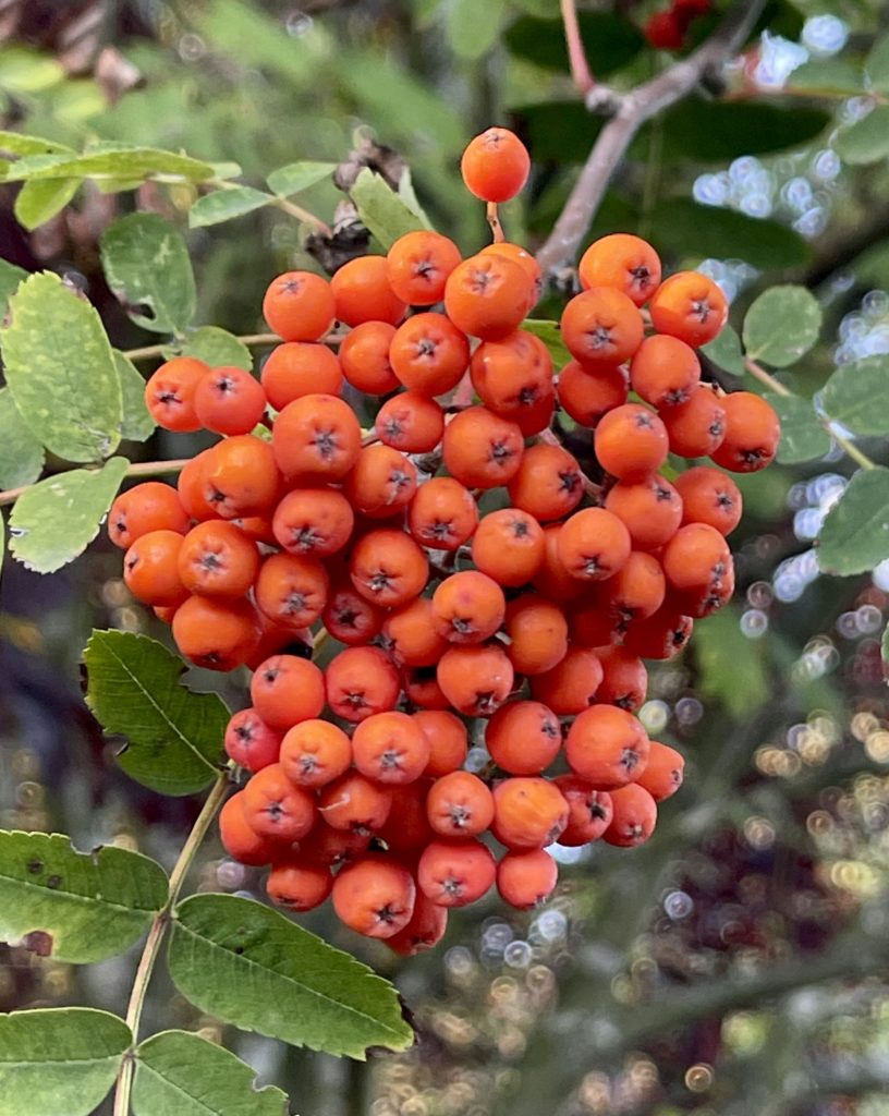 Red berries