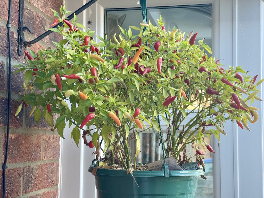 Home grown hanging pot chilli plant