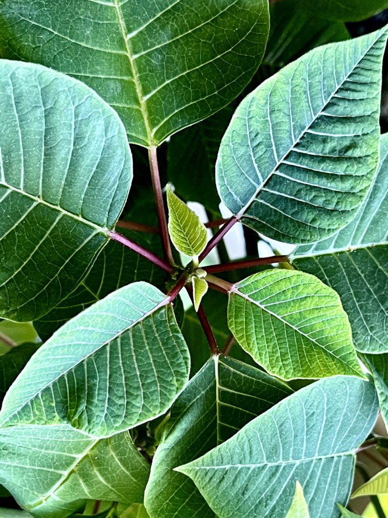 Poinsettia 