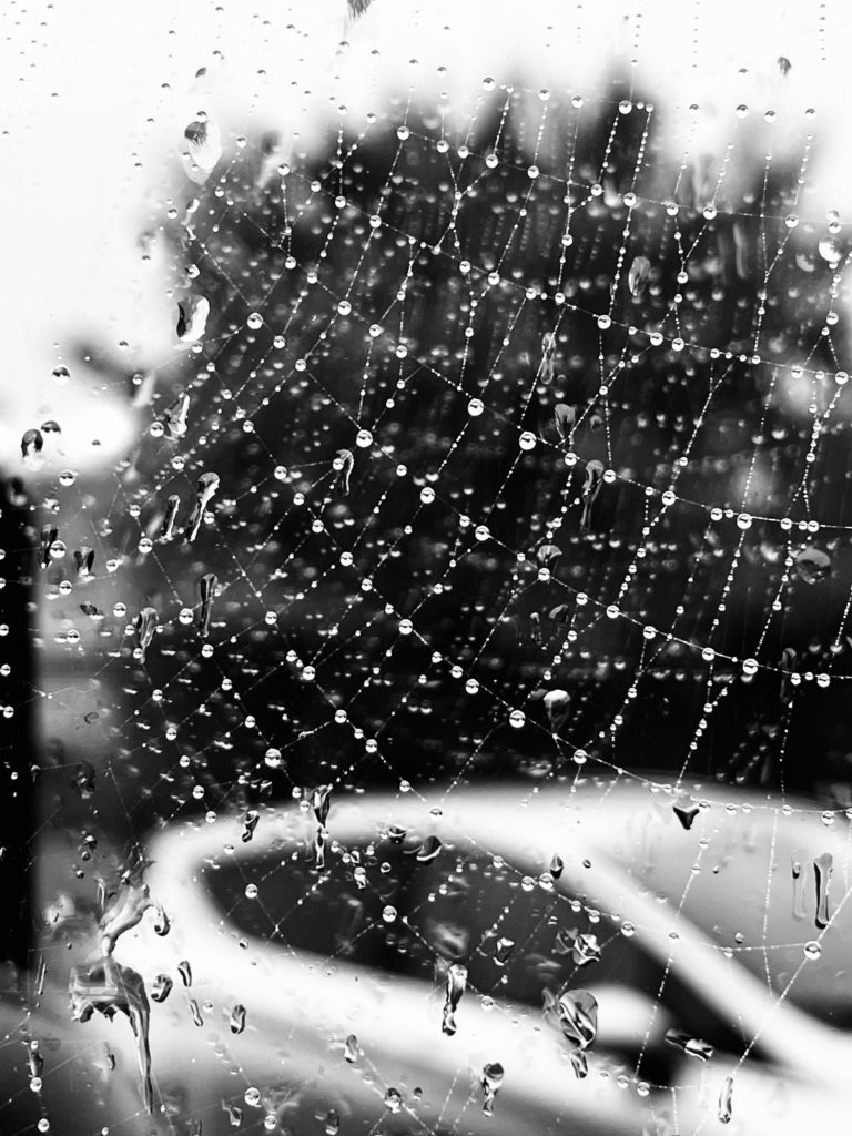 Monochrome Spider’s web​ with rain drops