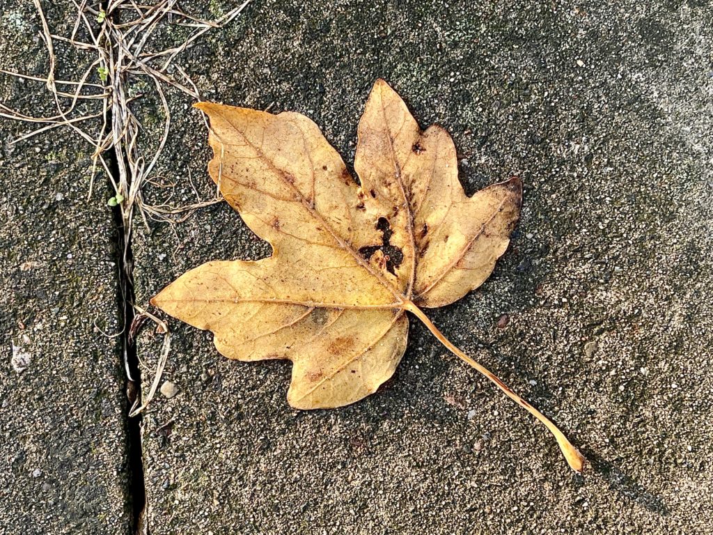 Autumn leaf​