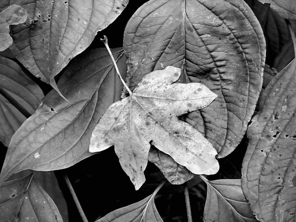 Leaves in monochrome
