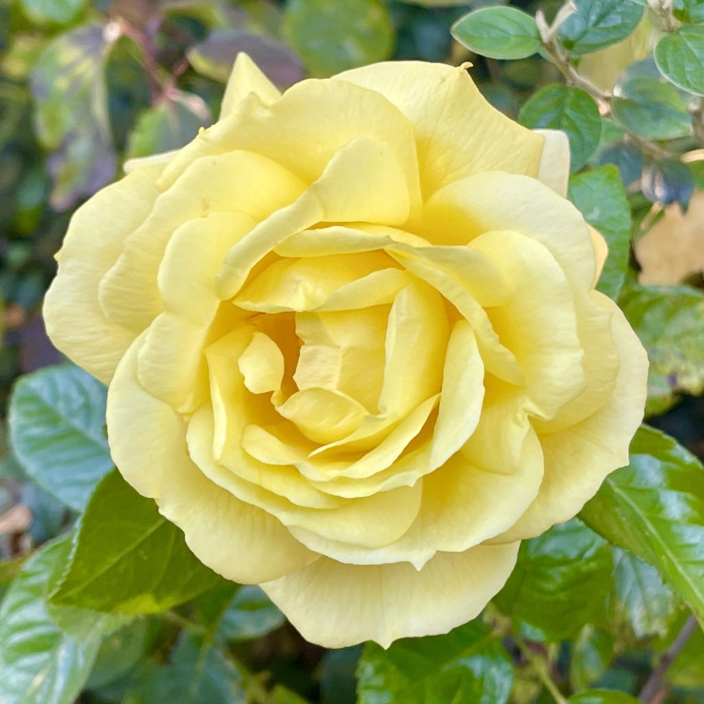 Yellow October rose​
