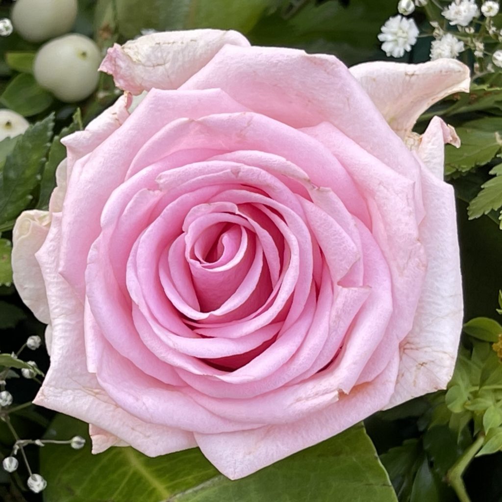 Pat’s pink rose