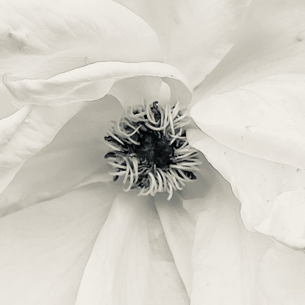 Centre of a yellow rose