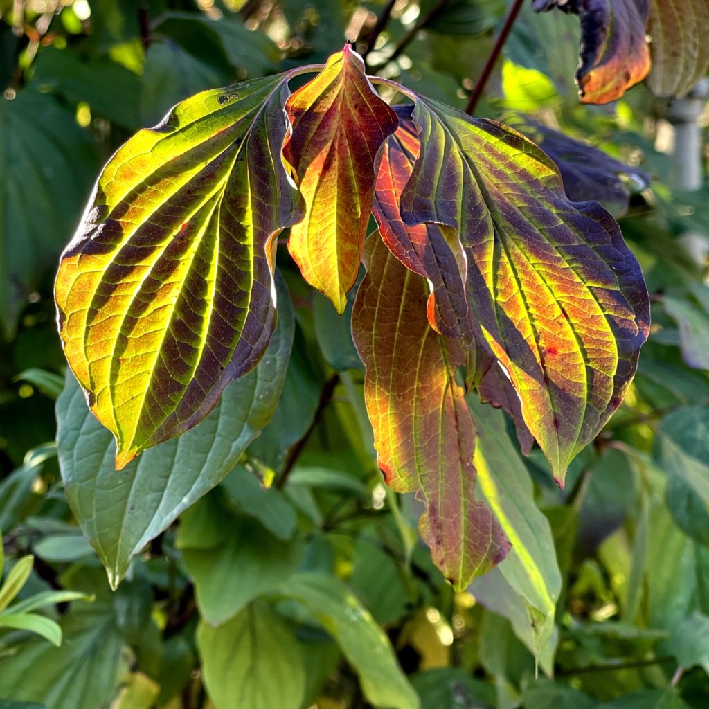 Autumn leaves in the sun