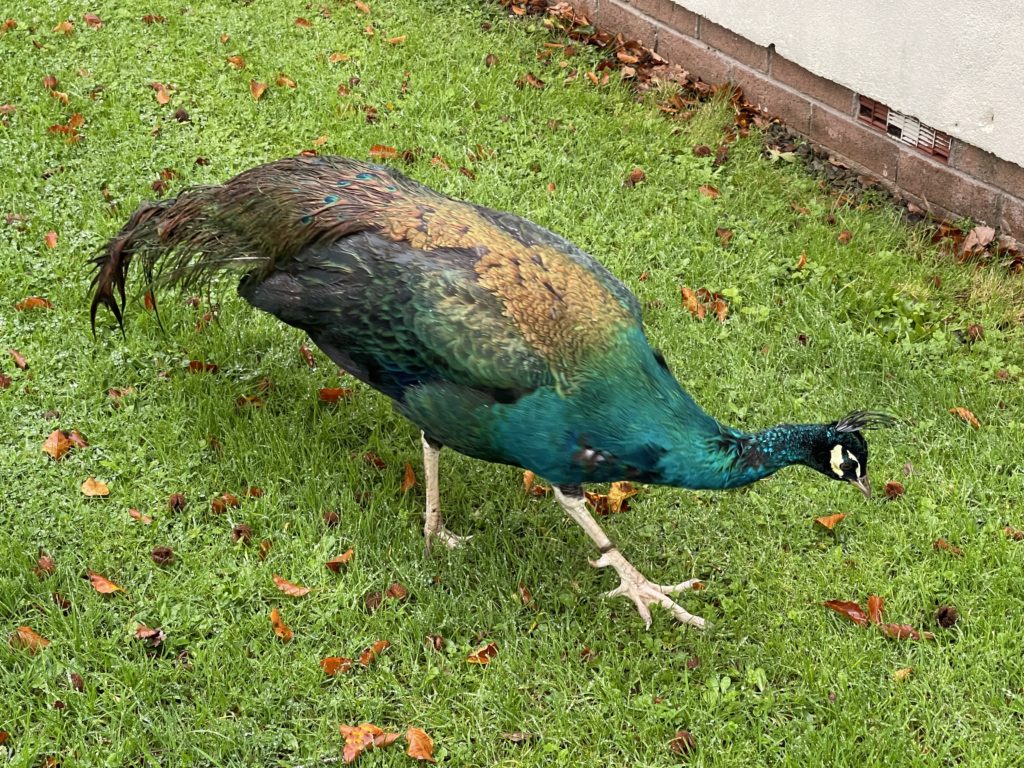 Wet peacock 