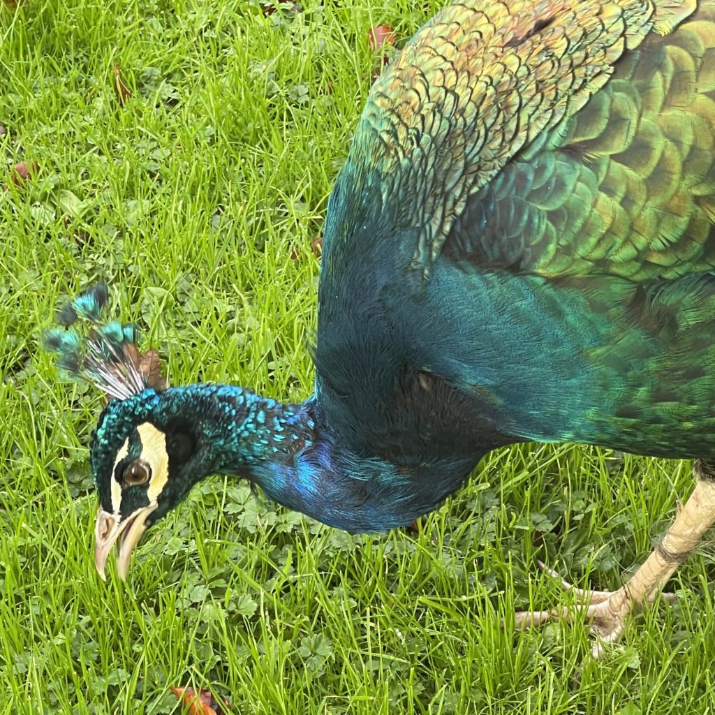 Peacock