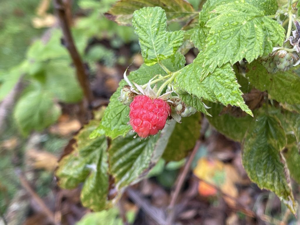 raspberry in November