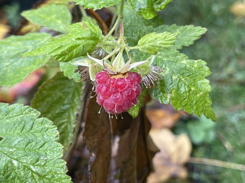 raspberry in November