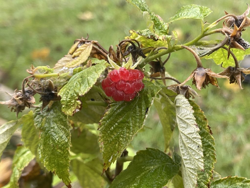 raspberry in November