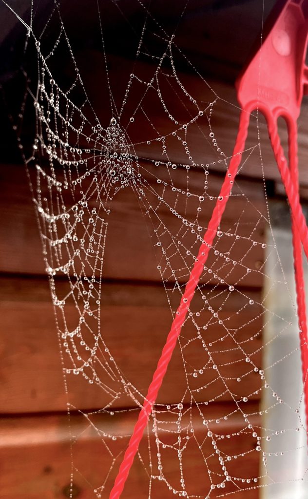 spider web in the damp by the shed