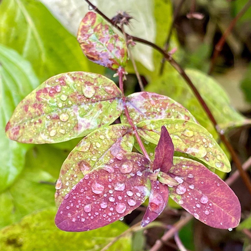 Leaves with rain drops