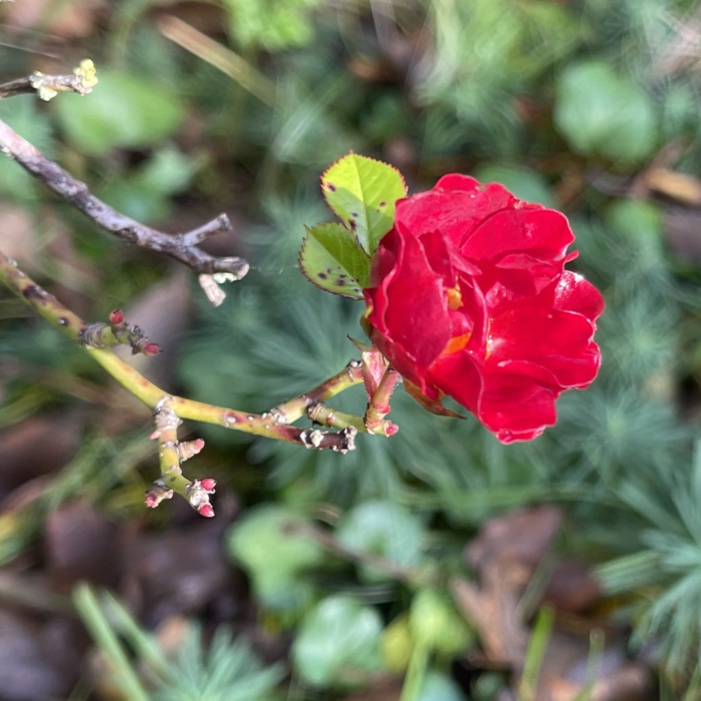Small red rose in November