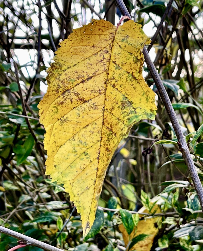 Autumn leaf