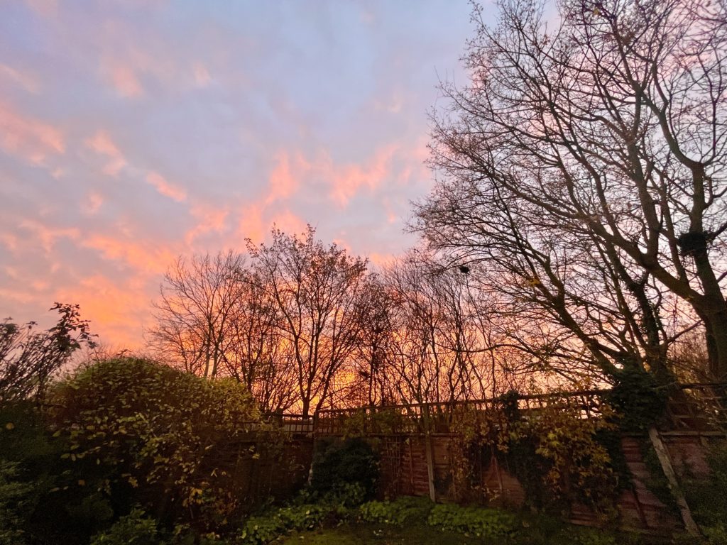 Sunset in the garden