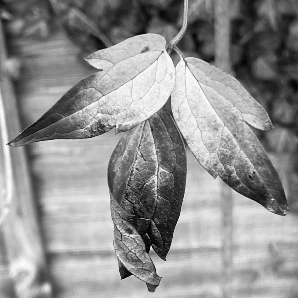 An autumn leaf in monochrome