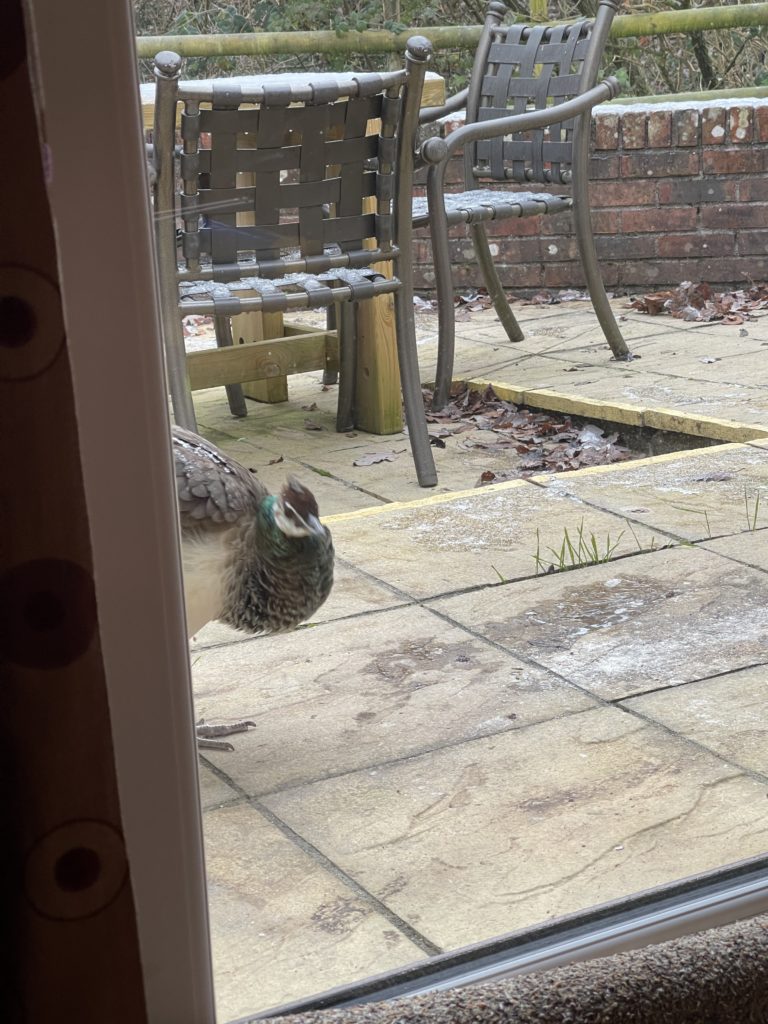 Peacock in the snow and ice