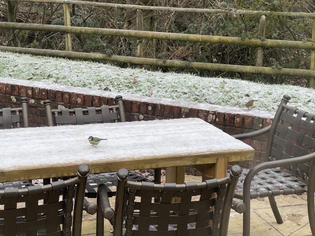 Robin and Blue Tit in the snow and ice