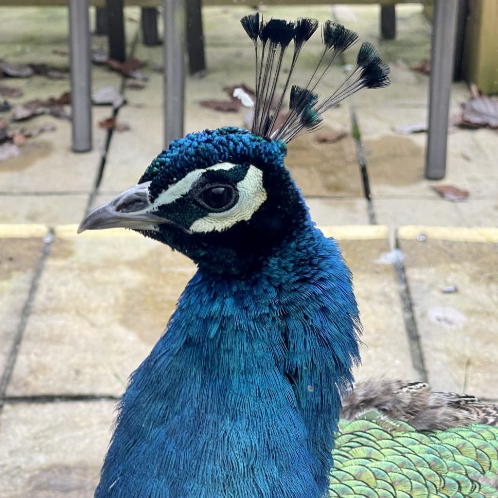 Peacock