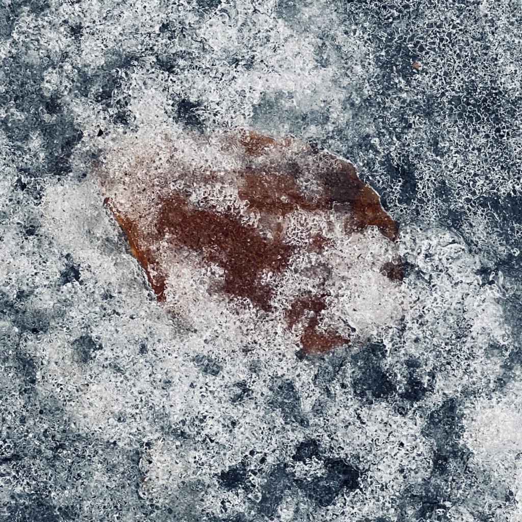 Leaf embedded in ice